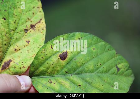 Frogeye-Blattfleck (Cercospora sojina) diskrete kreisförmige Läsionen auf Sojabohnenblättern. Stockfoto