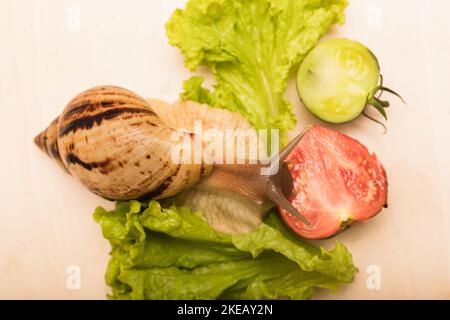 Große achatina-Schnecke frisst Salatblätter. Vegetarismus, Tierschutz Stockfoto