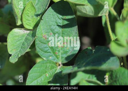 Frogeye-Blattfleck (Cercospora sojina) diskrete kreisförmige Läsionen auf Sojabohnenblättern. Stockfoto