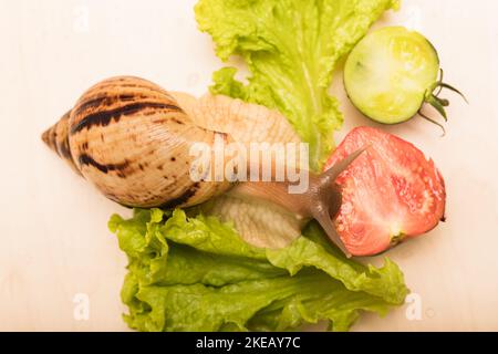 Große achatina-Schnecke frisst Salatblätter. Vegetarismus, Tierschutz Stockfoto