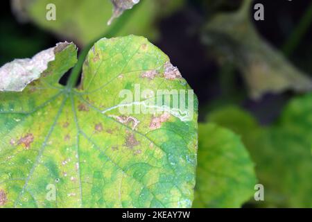 Gurkenblatt beschädigt durch Pflanzenblattminer, Liriomyza sativae und Tetranychus urticae (rote Spinnmilbe oder zweifleckige Spinnmilbe). Stockfoto