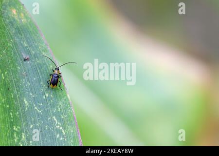 Die westliche Maiswurzelart Diabrotica virgifera virgifera ist eine der verheerendsten Maiswurzelarten. Ein Käfer auf einem Maisblatt. Stockfoto