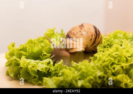 Große achatina-Schnecke frisst Salatblätter. Vegetarismus, Tierschutz Stockfoto