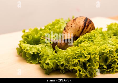 Große achatina-Schnecke frisst Salatblätter. Vegetarismus, Tierschutz Stockfoto