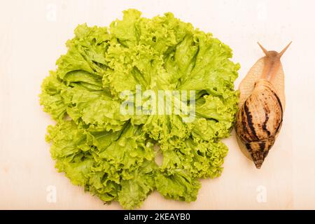 Große achatina-Schnecke frisst Salatblätter. Vegetarismus, Tierschutz Stockfoto