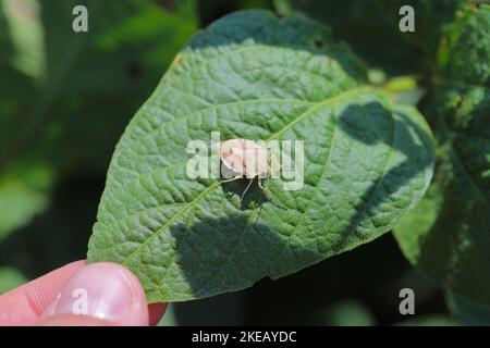 Schildwanzen, Pentatomidae auf einem Sojabohnenblatt. Stockfoto