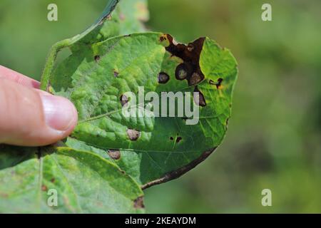 Frogeye-Blattfleck (Cercospora sojina) diskrete kreisförmige Läsionen auf Sojabohnenblättern. Stockfoto