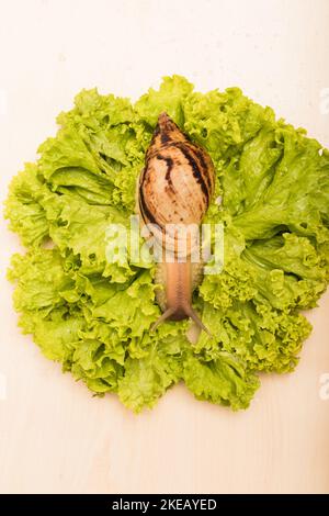 Große achatina-Schnecke frisst Salatblätter. Vegetarismus, Tierschutz Stockfoto