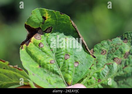 Frogeye-Blattfleck (Cercospora sojina) diskrete kreisförmige Läsionen auf Sojabohnenblättern. Stockfoto