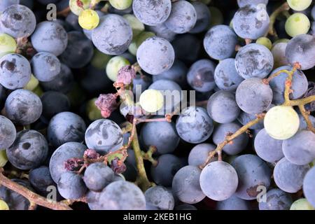 Fleischige, schwere Isabella reifte Trauben von dunkler purpurroter Farbe; sie wuchsen in Trauben auf einer Weinrebe, wurden als Frucht gegessen und für die Weinherstellung verwendet. Stockfoto