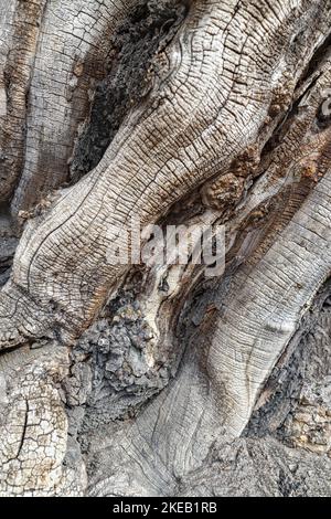 Schwarze Locust Rinde (Robinia pseudoacacia) in Nahaufnahme Stockfoto