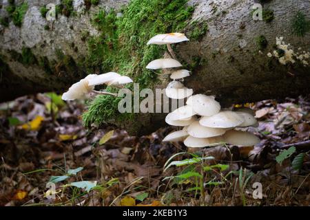 Eine Nahaufnahme von Oudemansiella mucida, allgemein bekannt als Porzellanpilz. Stockfoto