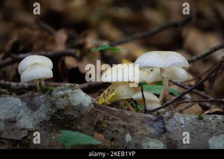 Eine Nahaufnahme von Oudemansiella mucida, allgemein bekannt als Porzellanpilz. Stockfoto