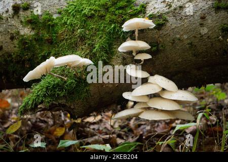 Eine Nahaufnahme von Oudemansiella mucida, allgemein bekannt als Porzellanpilz. Stockfoto