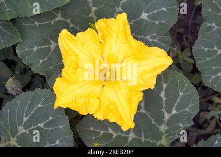 Eine große gelbe Kürbisblüte, die in einer Kürbisrebe wächst. Die Blumen von Sommer- und Winterkürbis sind essbar, roh, gebraten, mit Käse gefüllt, gebacken. Stockfoto