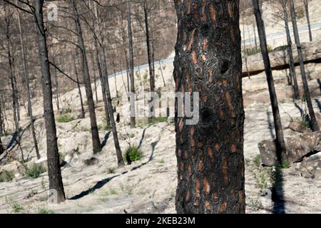 Nahaufnahme eines verbrannten Baumes in einem Kiefernwald, der von einem Waldbrand betroffen ist Stockfoto