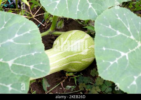 Ein grüner langer Kürbis, der auf dem Boden am Rebstock wächst, eine Sorte Cucurbita pepo oder länglicher Winterkürbis, der im Herbst geerntet wird. Stockfoto