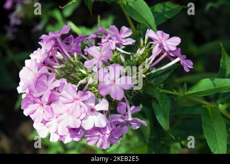 Pink Phlox Blütenstand, duftend, getragen im Sommer bis Herbst. Die Blüten sind in Rispen mit vielen verzweigten Stielen gruppiert. Niedliche kleine Blumen Stockfoto