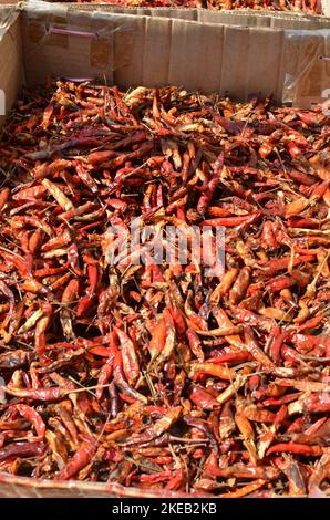 Getrocknete Chilis auf dem Markt in Bangkok Thailand Gewürze heiß rot Stockfoto