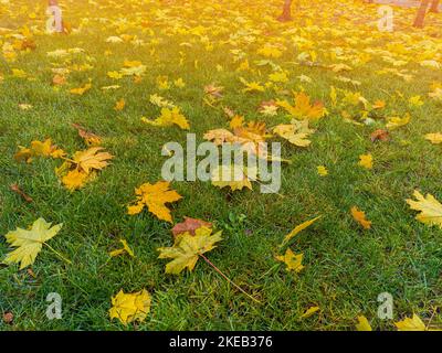 Bunte Herbstblätter auf grünem Grasfeld. Herbstszene mit verfallenen Blättern an sonnigen Tagen. Bunte Ahornblätter. Die hellen Farben des Herbstes. Stockfoto