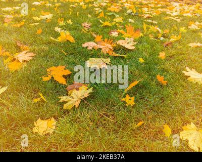 Bunte Herbstblätter auf grünem Grasfeld. Herbstszene mit verfallenen Blättern an sonnigen Tagen. Bunte Ahornblätter. Die hellen Farben des Herbstes. Stockfoto