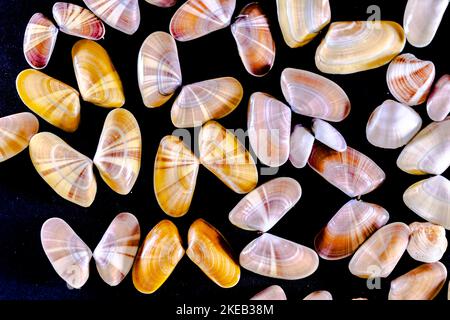 Sehr nahegelegene Ansicht einer Sammlung von Donax variabilis oder Coquina Salzwasser Muscheln, die wie Schmetterlinge geöffnet wurden. Makrofotografie im dunklen Bac Stockfoto