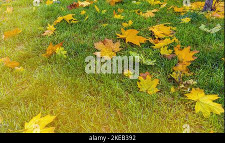 Bunte Herbstblätter auf grünem Grasfeld. Herbstszene mit verfallenen Blättern an sonnigen Tagen. Bunte Ahornblätter. Die hellen Farben des Herbstes. Stockfoto