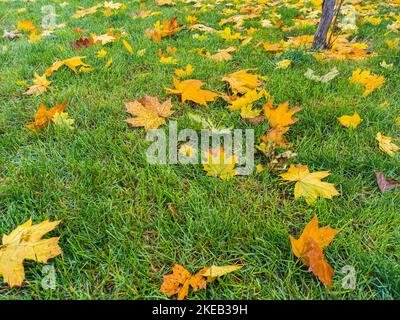 Bunte Herbstblätter auf grünem Grasfeld. Herbstszene mit verfallenen Blättern an sonnigen Tagen. Bunte Ahornblätter. Die hellen Farben des Herbstes. Stockfoto