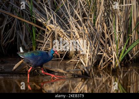 Afrikanische Swamphen (Porphyrio madagascariensis) wandern im Feuchtgebiet. Westkap. Südafrika Stockfoto