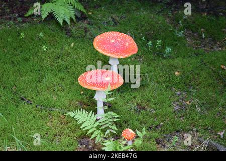 Rot-weiße Pilze, Rotkappen-Pilze mit weißen Warzenflecken. Stockfoto