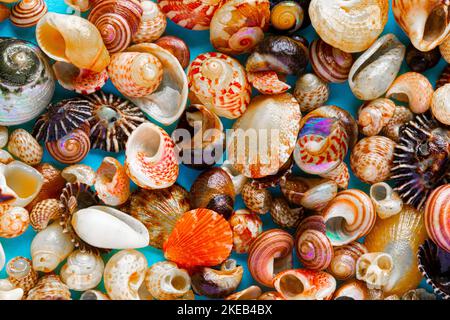 Flaches Hintergrundbild Hintergrundbild von Küstenküsten Muscheln auf einem hellblauen Hintergrund Stockfoto