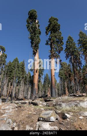 Sequoia National Park, der Wald mit vielen verbrannten Bäumen nach den großen Waldbränden, die durch anhaltende Dürre verursacht wurden, Kalifornien, USA Stockfoto