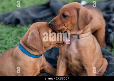 Eine Nahaufnahme von zwei Rhodesian Ridgeback Welpen, die sich gegenseitig lecken Stockfoto