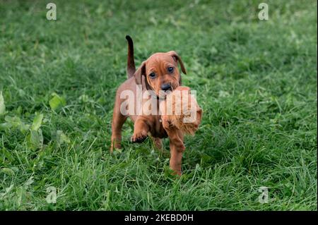 Nahaufnahme eines rhodesischen Ridgeback-Welpen, der mit einem Spielzeug auf dem grünen Gras spielt Stockfoto
