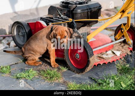 Nahaufnahme eines rhodesischen Ridgeback-Welpen, der mit einem Rasenmäher spielt Stockfoto