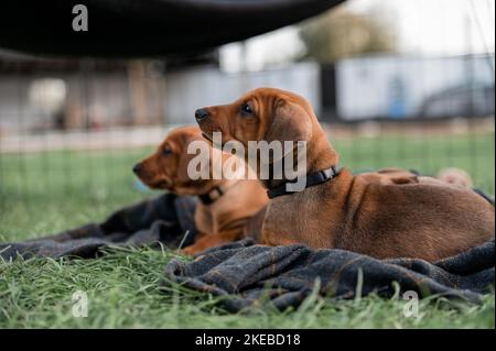 Eine Nahaufnahme von zwei Rhodesian Ridgeback Welpen, die auf dem grünen Gras liegen Stockfoto