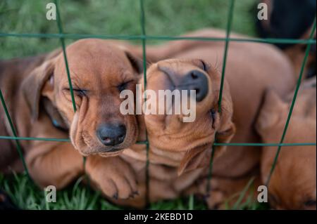 Eine Nahaufnahme von zwei Rhodesian Ridgeback Welpen gegen den grünen Zaun Stockfoto