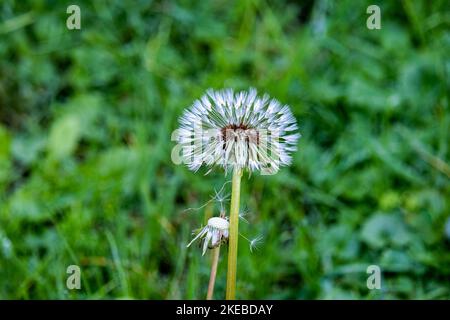 Nahaufnahme eines nassen Dandelions nach einem Regen vor einem verschwommenen grünen Hintergrund Stockfoto