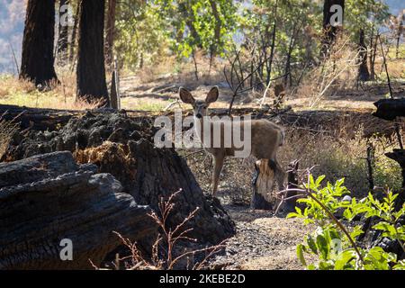 Maultier-Hirsche im Wald mit den vielen verbrannten Bäumen im Kings Canyon und im Mammutbaum-Nationalpark, Kalifornien, USA Stockfoto