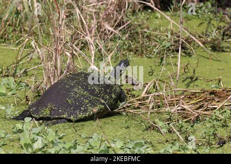 Florida Rotbauchensauger Arthur R. Marshall Loxahatchee National Wildlife Refuge Florida Stockfoto