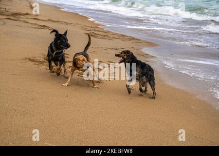 Drei nasse Hunde spielen am Sandstrand. Stockfoto