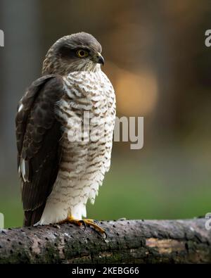 Sperber Stockfoto