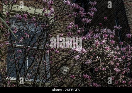 Blühende rosa Magnolienbäume vor dem londoner Stadtfenster im Frühling. Ansicht der oberen Zweige Pink Magnolia Tree Blooming auf dem Hintergrund von Brick Ho Stockfoto