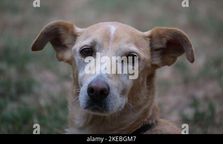 Porträt eines einsamen gelben und weißen streunenden Hundes. Porträt eines einsamen gelben und weißen streunenden Hundes, der auf getrocknetem Gras steht. Stockfoto