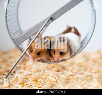 Niedliche Hamster sitzen in einem Hamsterrad. Syrische bunte Hamster in einem Rad. Stockfoto