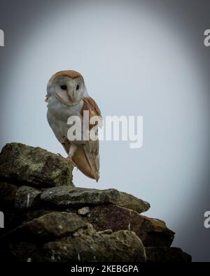 Schleiereule (Tyto Alba) Stockfoto