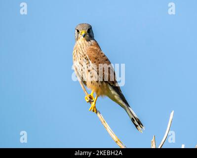 Männlicher Kestrel (falco tinnunculus), der auf einem kleinen Zweig, Paphos, Zypern, thront. Stockfoto