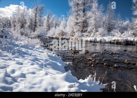 Neu gefallener Schnee klammert sich an den Bäumen und Büschen entlang eines Bergbaches. Stockfoto