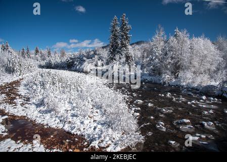 Neu gefallener Schnee klammert sich an den Bäumen und Büschen entlang eines Bergbaches. Stockfoto