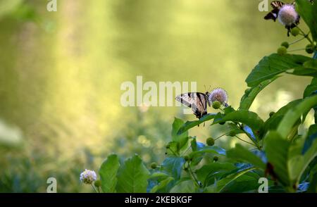 Die einzigartige Sphäre auf einem Buttonbusch in Oklahoma zieht gelbe Schwalbenschwanzschmetterlinge an. Bokeh Hintergrund lenkt die Aufmerksamkeit auf das hübsche Insekt. Stockfoto